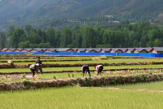 新农村种水稻