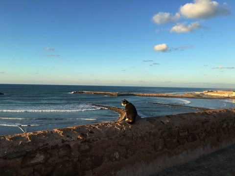 海边的猫