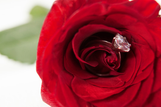 带钻石戒指的红玫瑰特写镜头