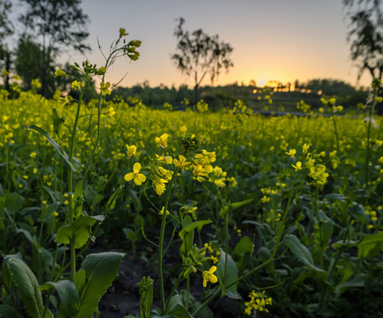 油菜花