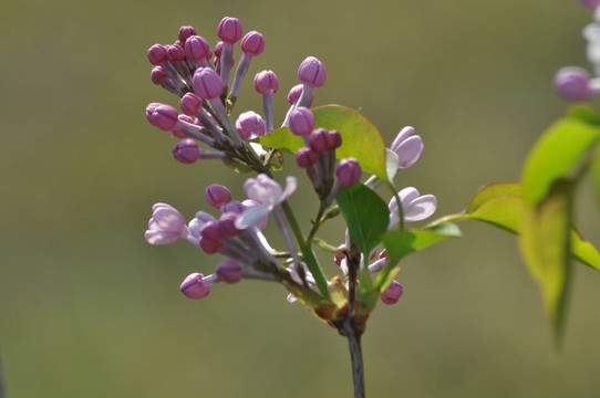 丁香花