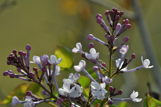 丁香花