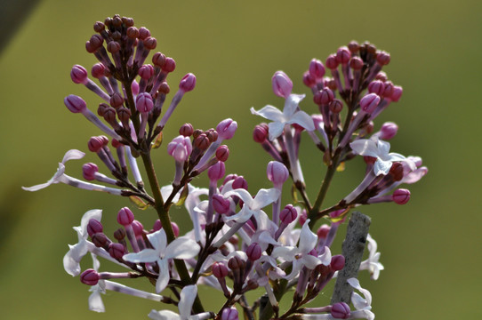 丁香花