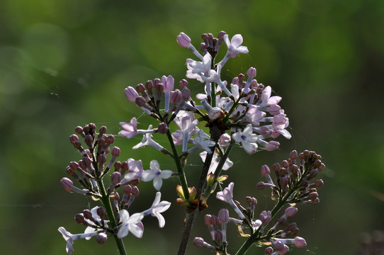 丁香花