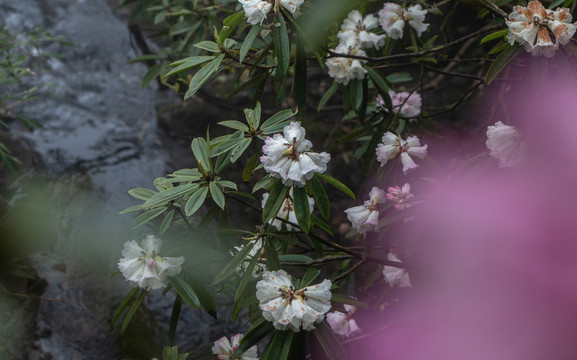 高山杜鹃