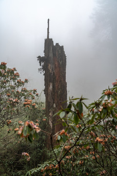 高山杜鹃