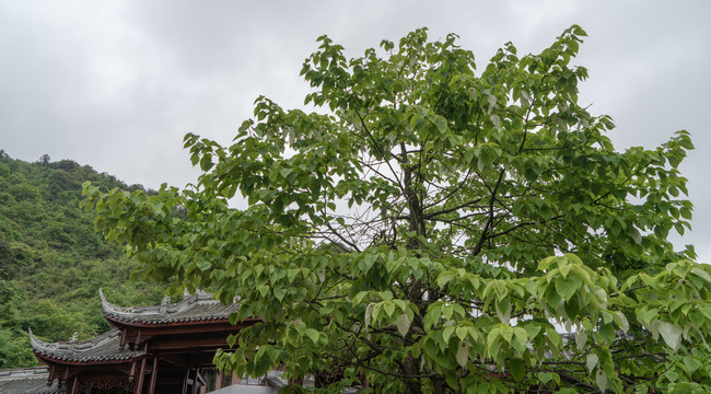 鸽子花珙桐花