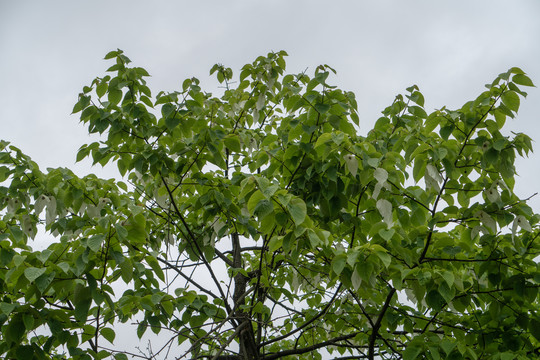 鸽子花珙桐花