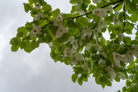 鸽子花珙桐花