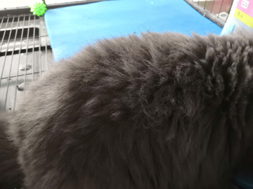 灰猫