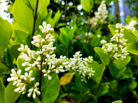 公园女贞花素材特写