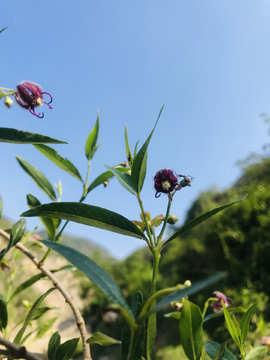 野酸枣开花