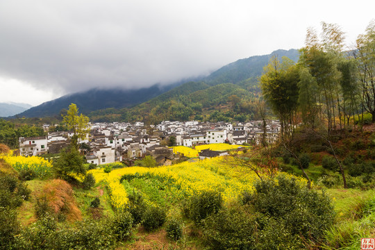 婺源庆源古镇油菜花