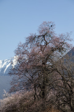 雪域桃花