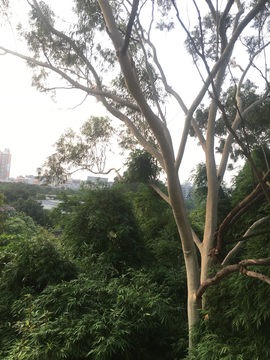 城市树木风景