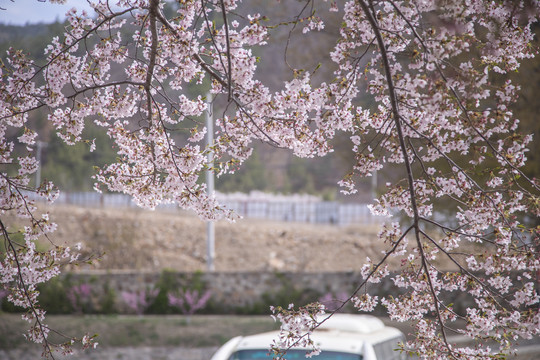 大连旅顺龙王塘樱花园