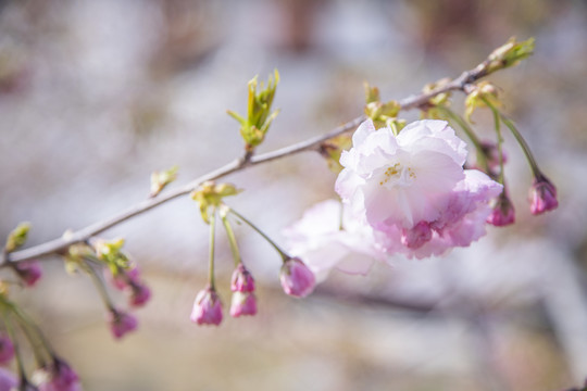 大连樱花