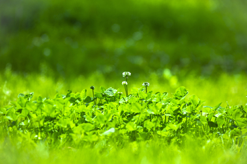 青青河边草