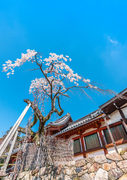 日本奈良民宅前盛开的樱花树