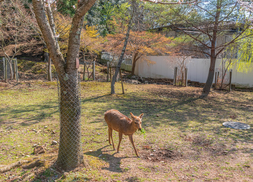 日本奈良公园樱花树下的小鹿