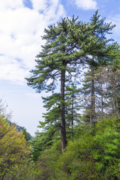 华山油松