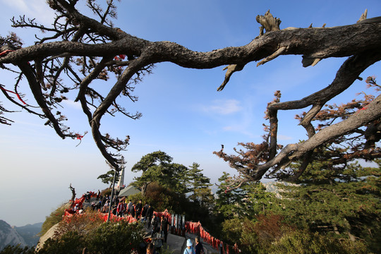 华山松树