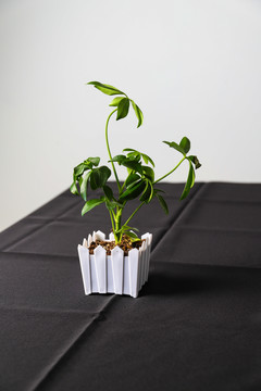 七叶莲植物