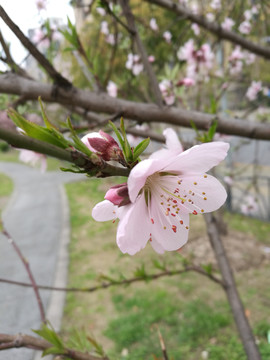 桃花1
