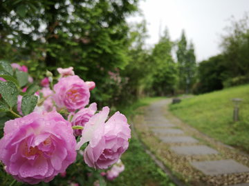 公园一角 蔷薇花开