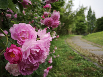 蔷薇花开 公园一角