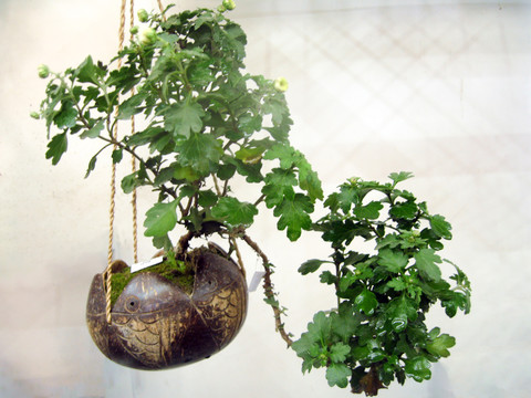 雏菊