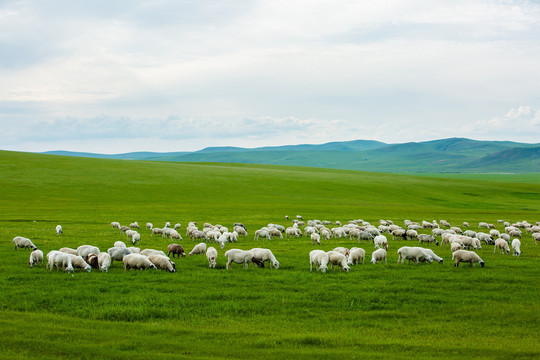 草原夏季羊群吃草