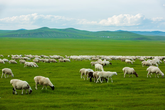 草原夏季吃草的羊群
