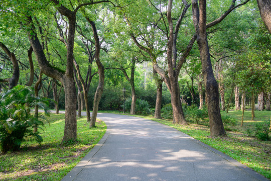 森林公园林荫大道