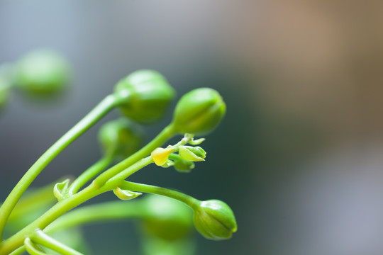 凤凰树花苞