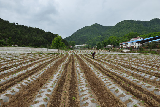 美丽田园