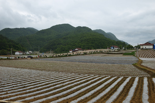 美丽田园