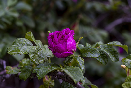 玫瑰花