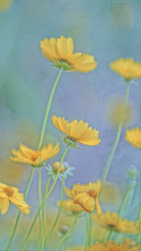 格桑花