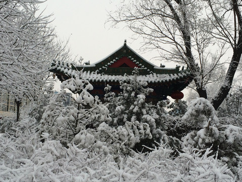 雪打灯