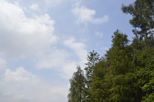 树木与蓝天白云