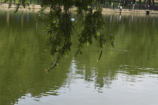 麓湖公园湖面