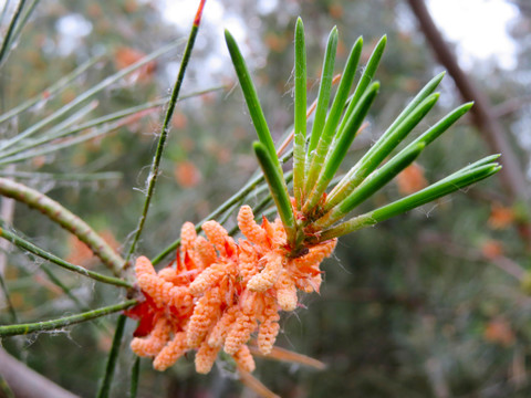 松树花