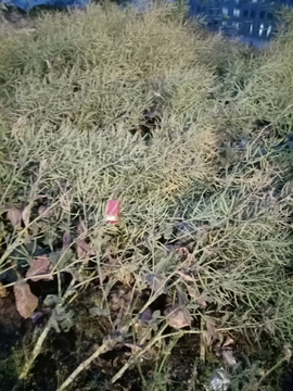 油菜籽