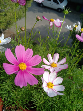 花