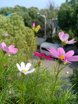 花