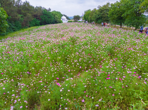 湖北武汉木兰草原风景区初夏风光