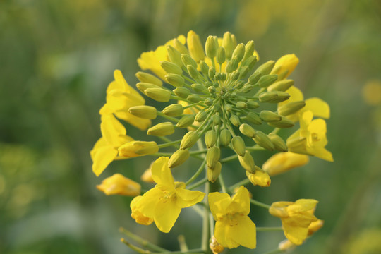 油菜花