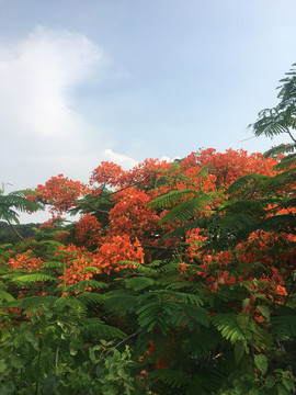 凤凰花