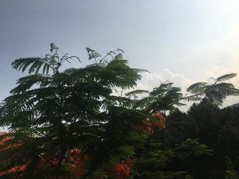 凤凰树开花了